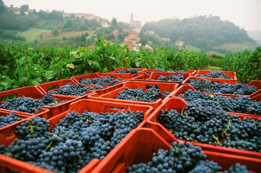 Marchesi Alfieri - Cantine E Ospitalita San Martino Alfieri Exteriér fotografie